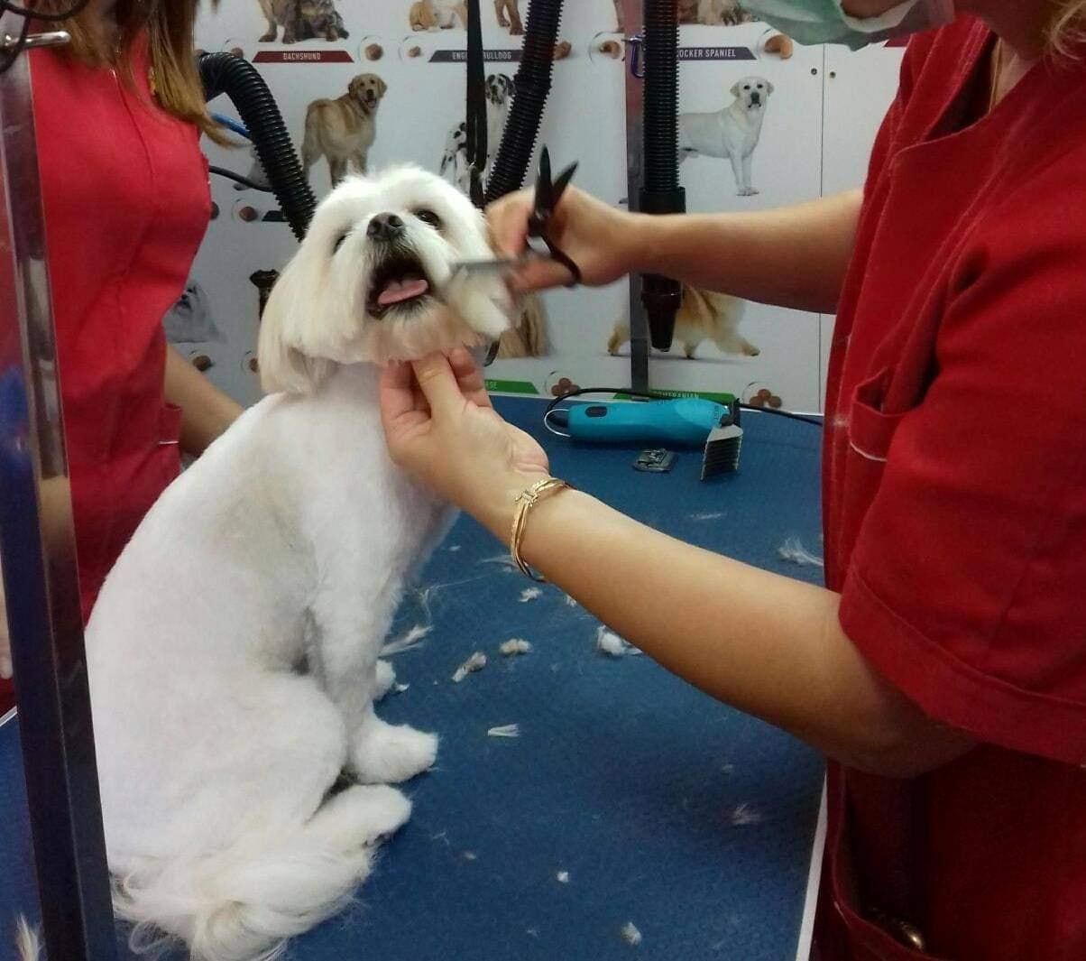 Curs Coafor Canin Cod COR  516402
